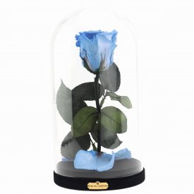 Błękitna Wieczna Róża w Szkatułce Beauty & The Beast