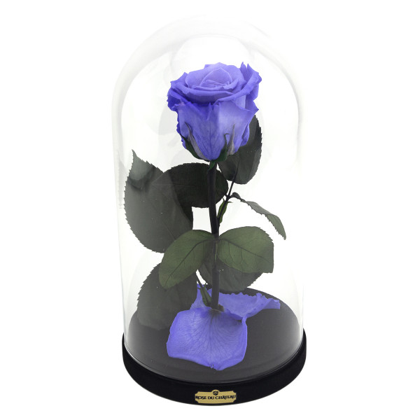 Rosa eterna lavanda la bella e la bestia