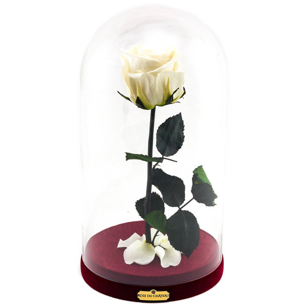 Rosa eterna bianca la bella e la bestia