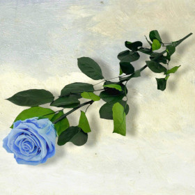 Rose eterna rossa - 50 cm