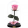 Rose eterna rosa beauty & the beast