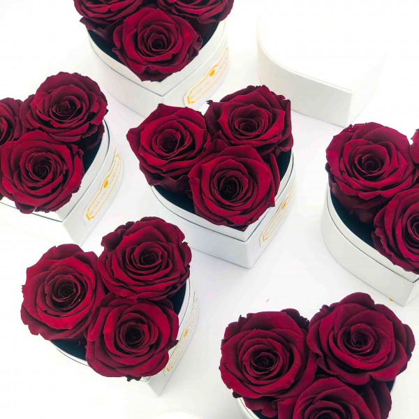 Rote Ewige Rosen in weisser Herzbox