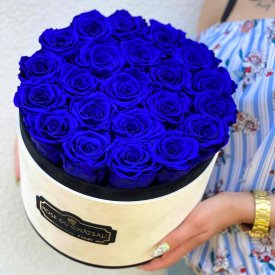 Azurblaue Ewige Rosen in COCO BEFLOCKTER Rundbox Large