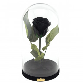 Schwarze Ewige Rose Die Schöne & Das Biest
