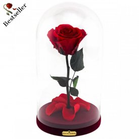 Eternal Red Rose Beauty & The Beast