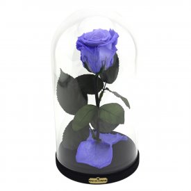 Eternal Lavender Rose Beauty & The Beast