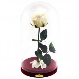 Eternal White Rose Beauty & The Beast