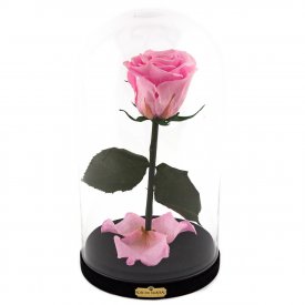 Eternal Pale Pink Rose Beauty & The Beast