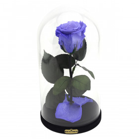 Eternal Lavender Rose Beauty & The Beast