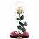 Eternal White Rose Beauty & The Beast