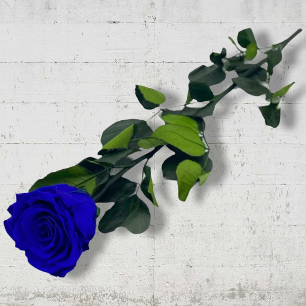 Blaue Infinity Rose - 50 cm