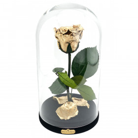 Goldene Ewige Rose Die Schöne & Das Biest