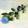 Blaue Infinity Rose - 50 cm