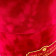 Rote Ewige Rosen in bordeauxroter Beflockter Rosenbox