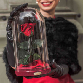 Eternal Red Rose Beauty & The Beast