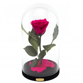 Eternal Pink Rose Beauty & The Beast