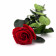 Eternal Red Rose - Long Stem 50 cm