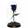 Eternal Blue Rose Beauty & The Beast